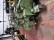  Metier a tisser lances DORNIER PTV  - Occasion 2001 